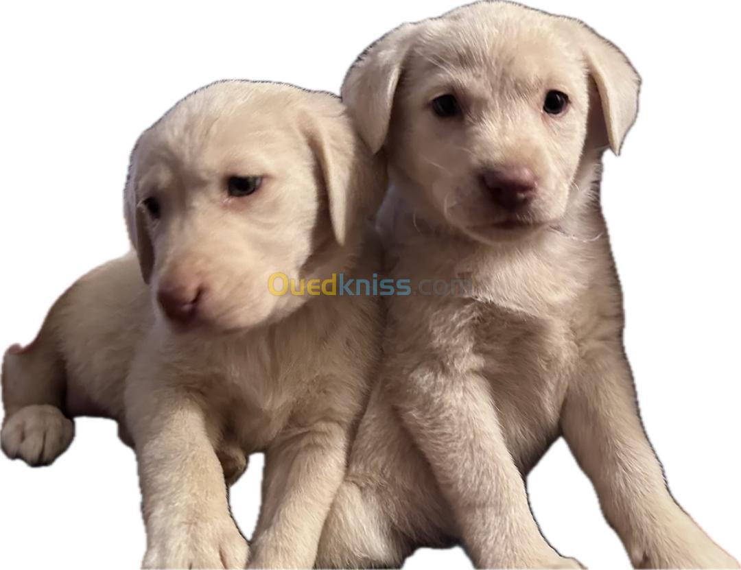 Vend couple chiots labradors mal et femelle pure race 