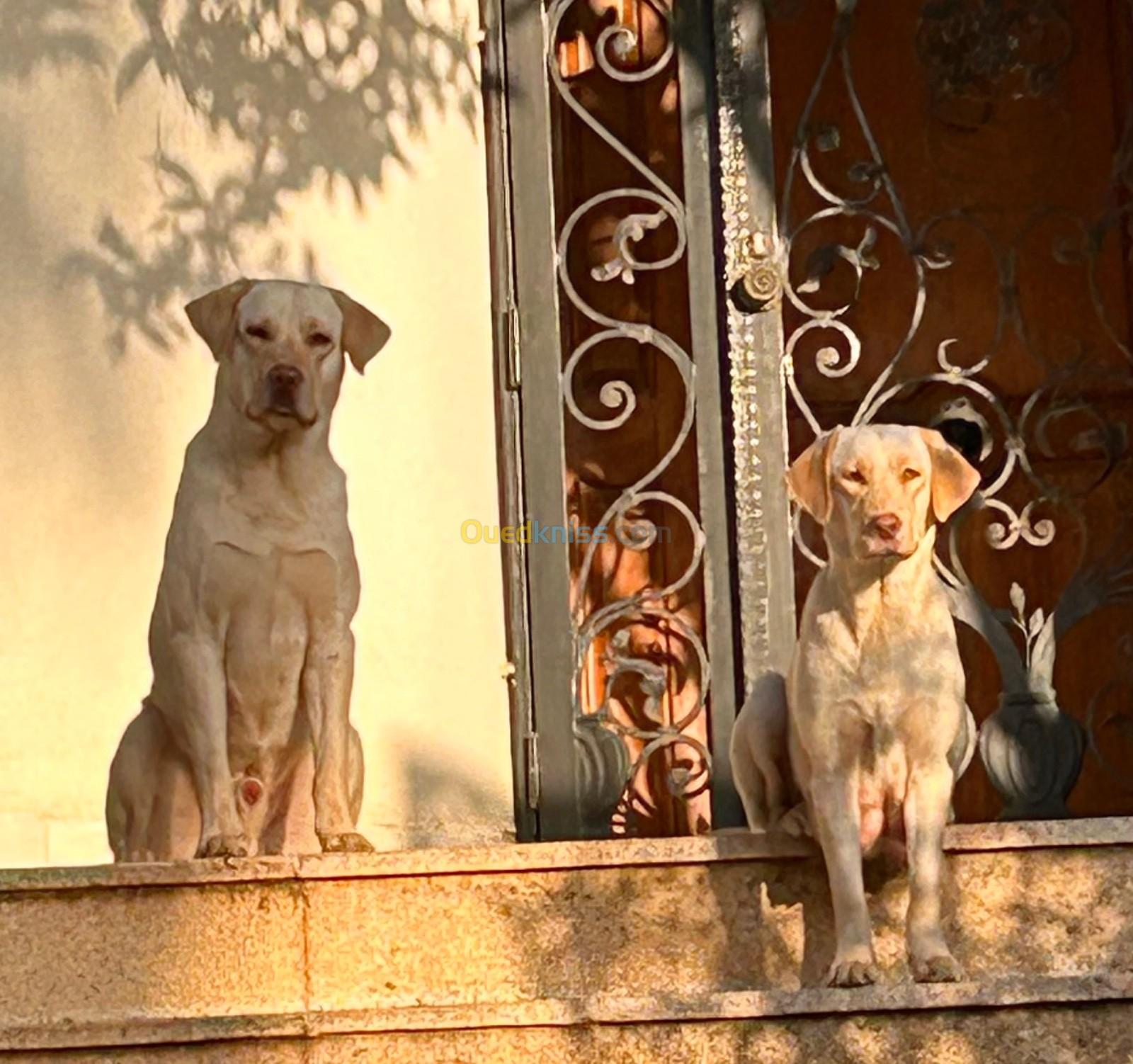 Vend couple chiots labradors mal et femelle pure race 