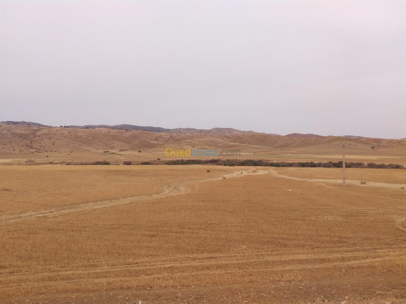 Vente Terrain Médéa Ksar boukhari