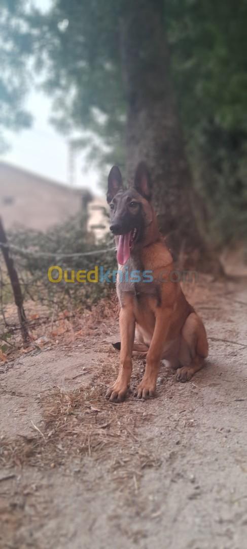 Malinois mal et femelle a vendre 