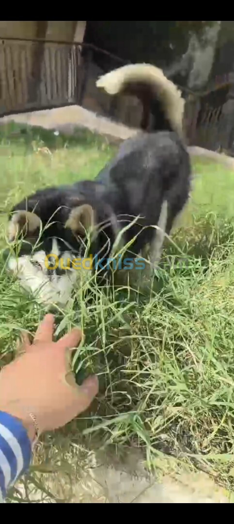 Husky sibérien pédigrée 