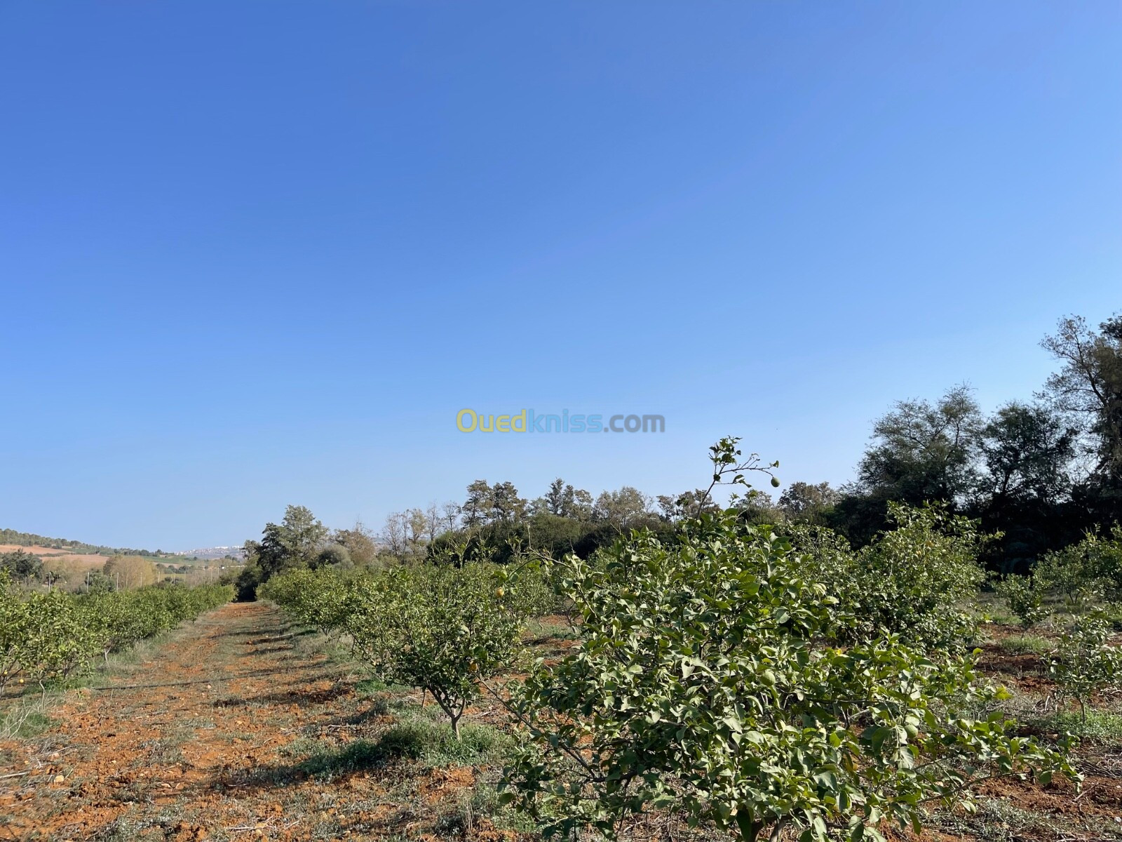 Vente Terrain Agricole Tipaza Nador