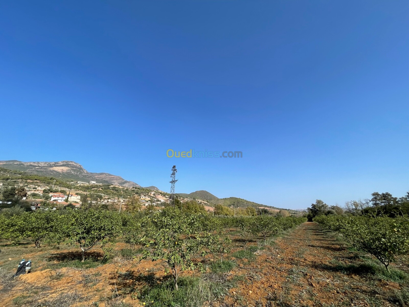 Vente Terrain Agricole Tipaza Nador