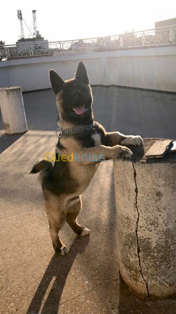 Chien Akita américain male de 7 moi avec tout les vaccin et chien bon santé 