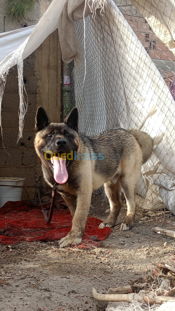 Chien Akita américain male de 7 moi avec tout les vaccin et chien bon santé 