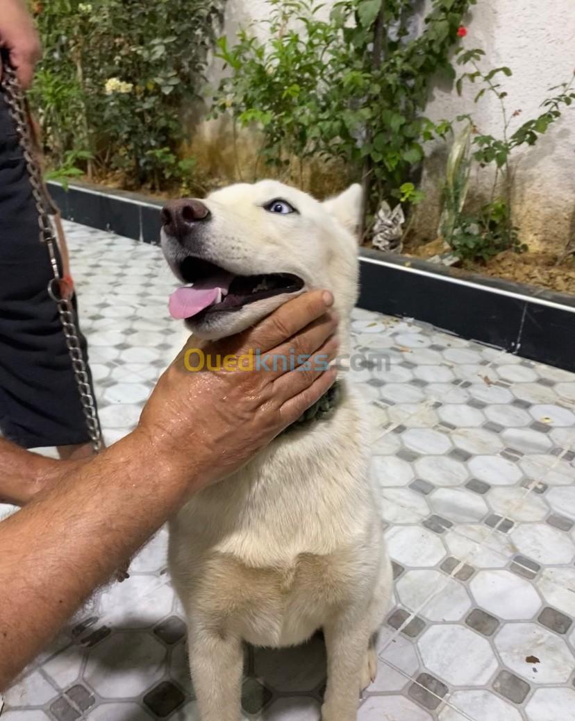 Chienne Husky Sibérien blanc (femelle)