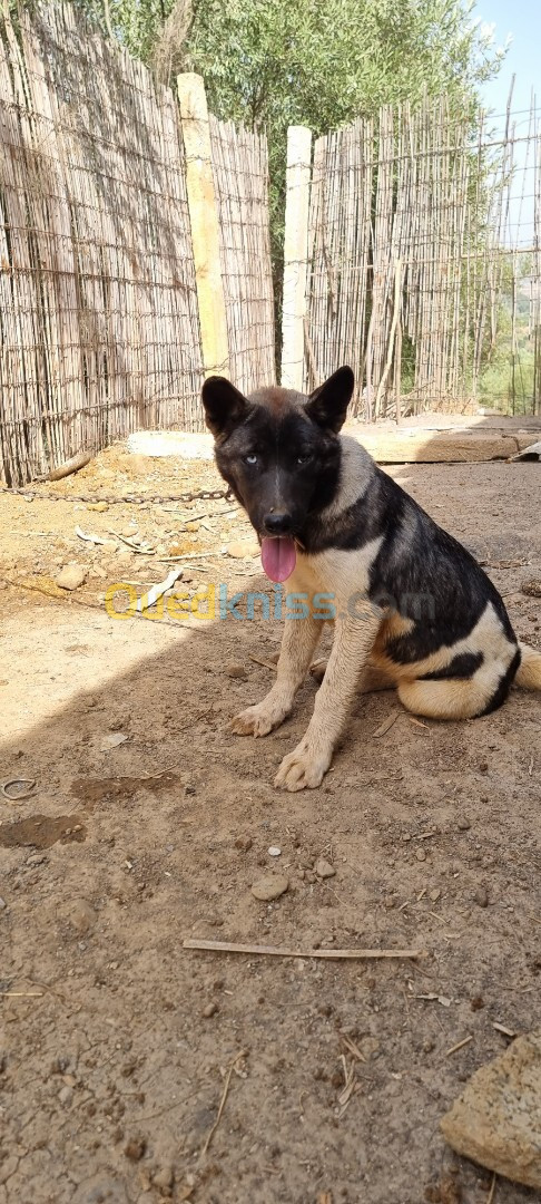 Couple Chien et Chienne Akita race américaines    كلب وكلبة أكيتا فصيلية أمريكية