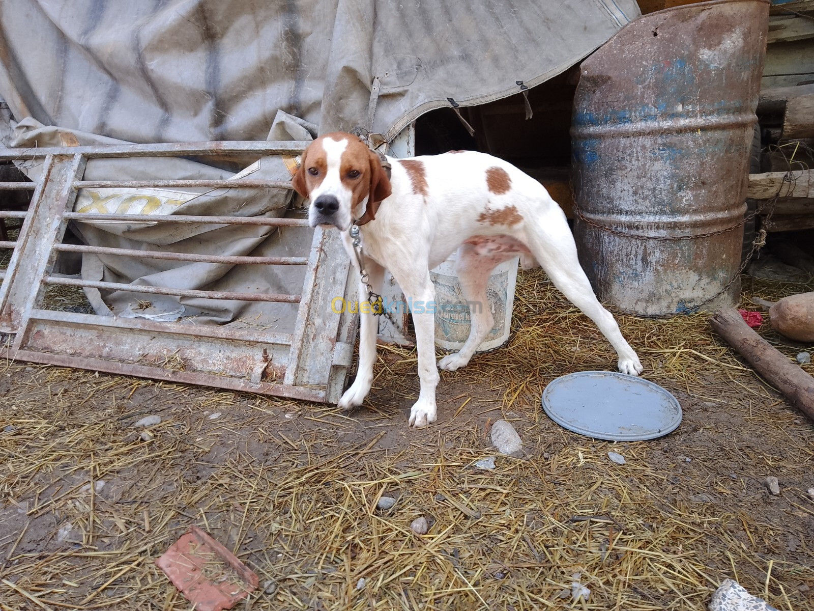 Chien de chasse pointer anglais 