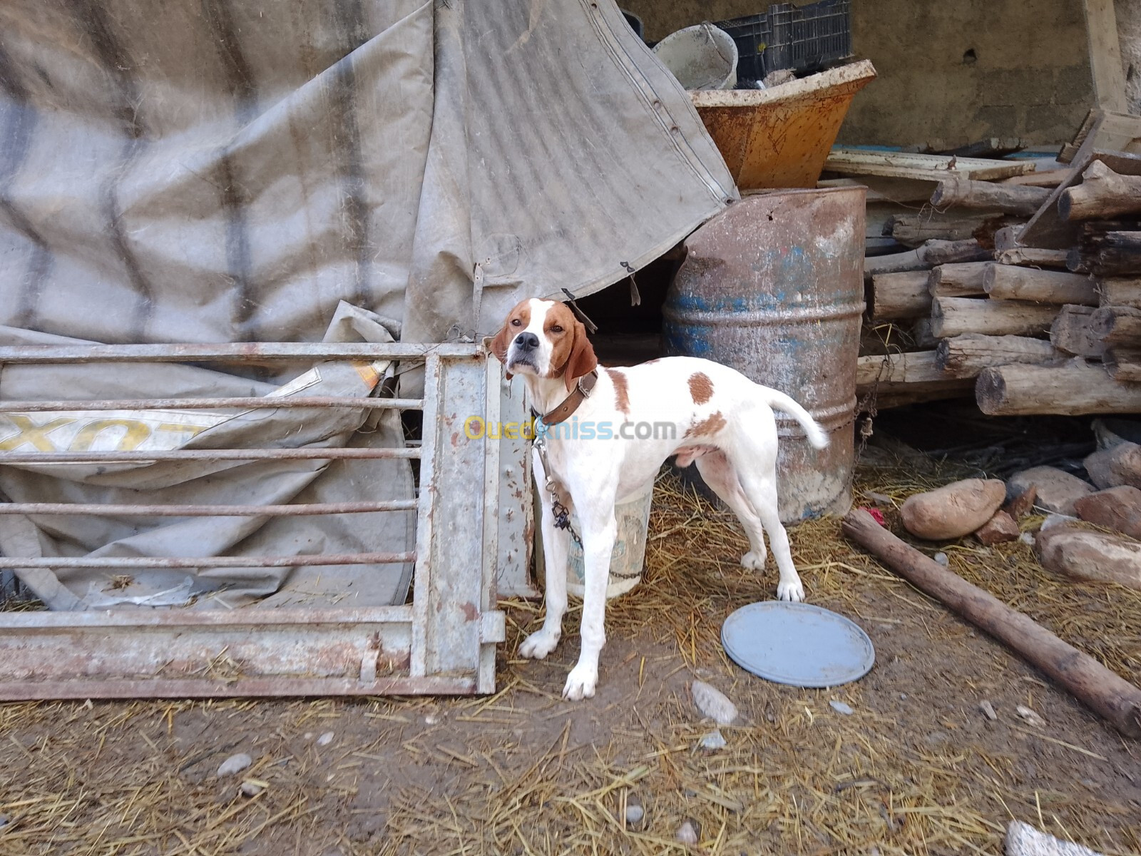 Chien de chasse pointer anglais 