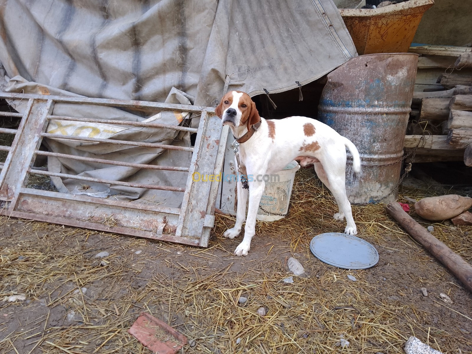 Chien de chasse pointer anglais 