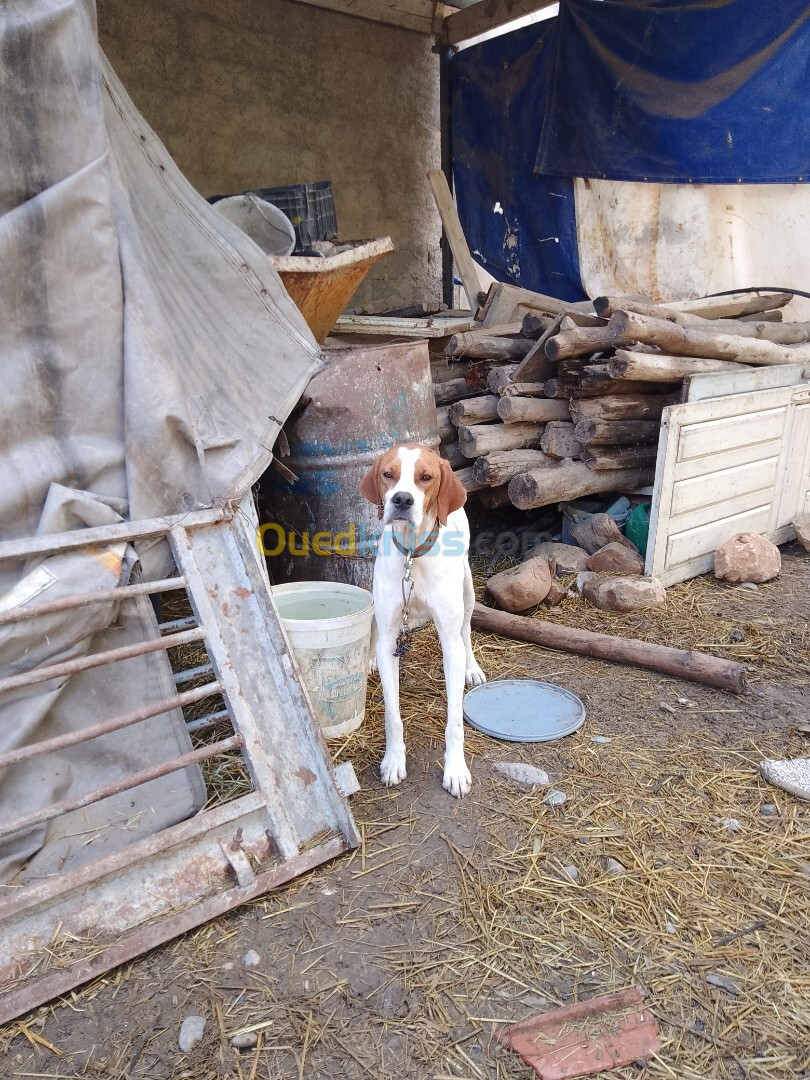 Chien de chasse pointer anglais 