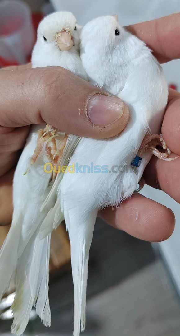 Canari Albino + Porteur Albino 