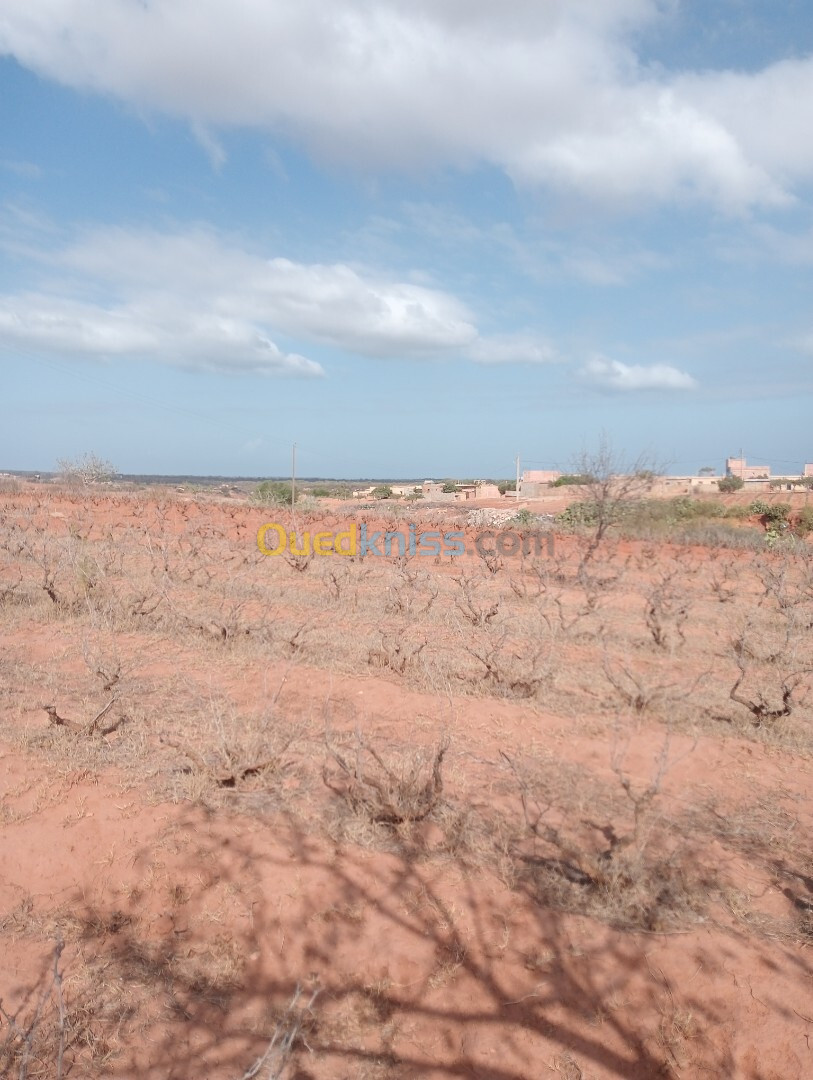 Vente Terrain Mostaganem Sidi ali