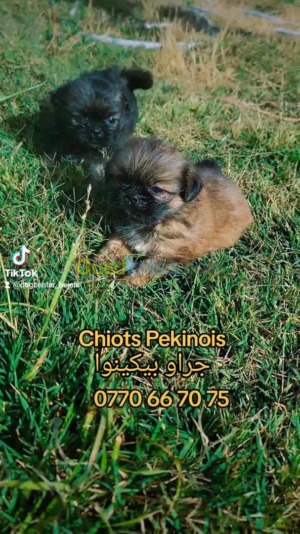 Chiots de Race Pekinois