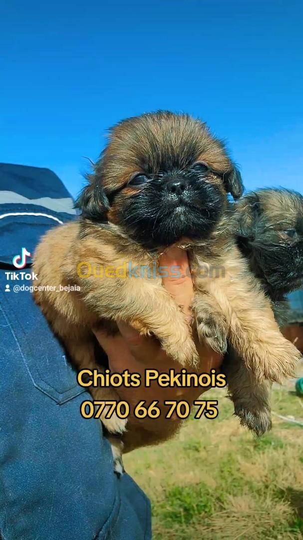 Chiots de Race Pekinois