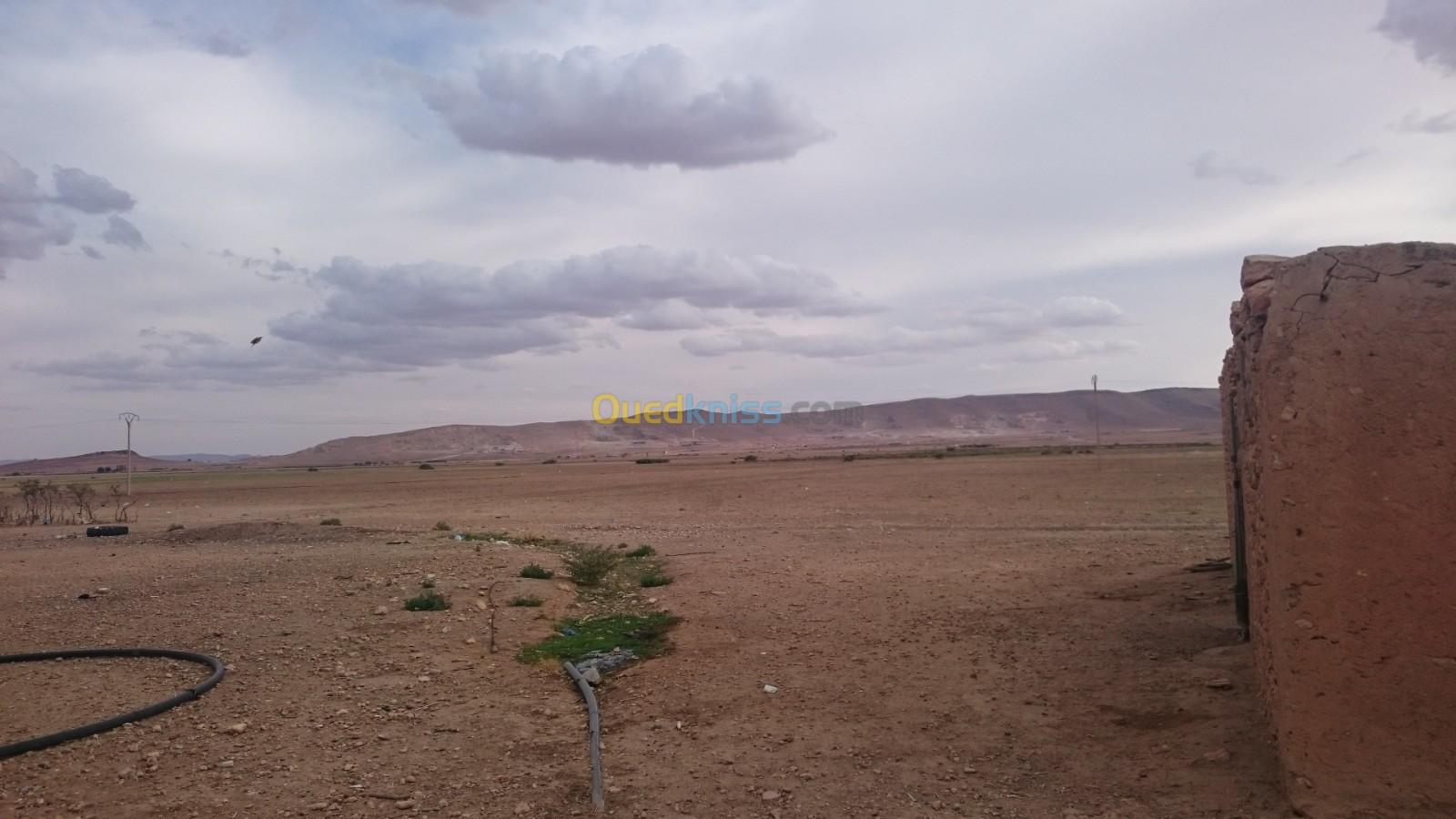 Vente Terrain Agricole Tiaret Rechaiga