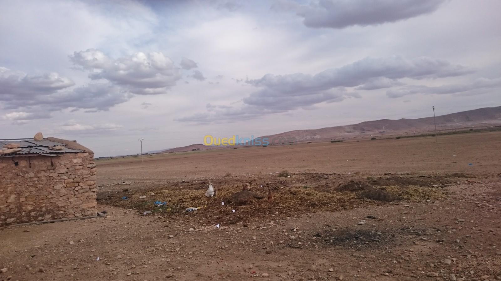 Vente Terrain Agricole Tiaret Rechaiga