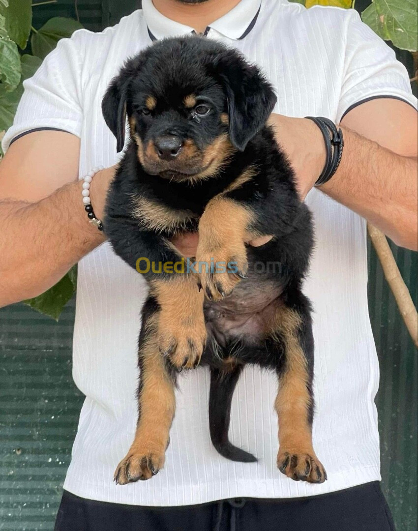 Rottweiler serbie