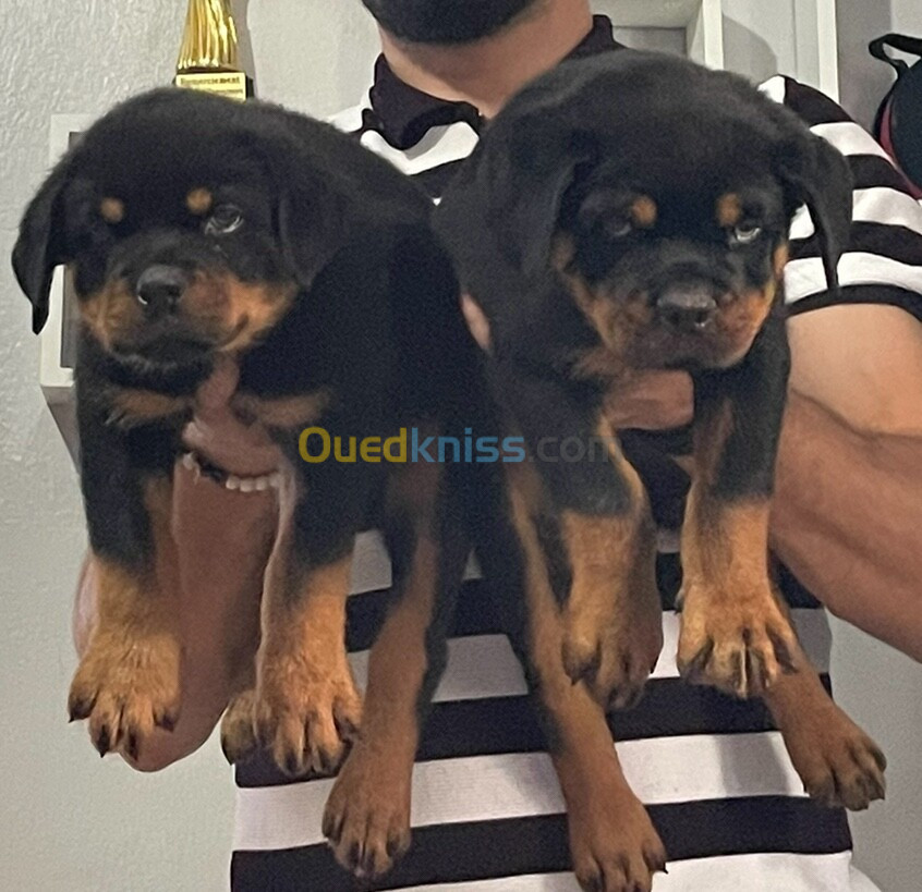 Rottweiler serbie