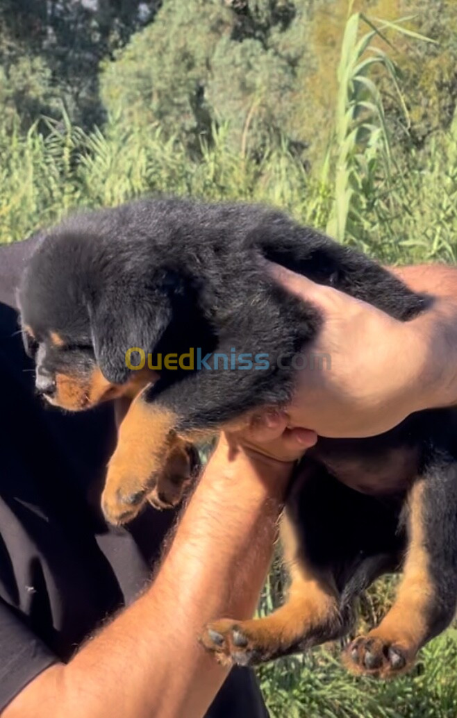 Rottweiler serbie