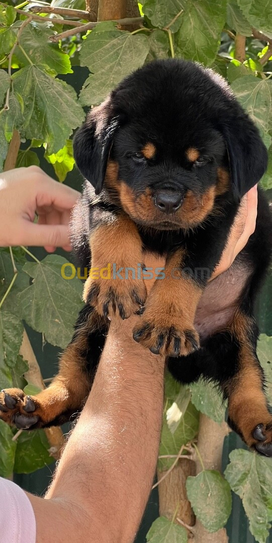 Rottweiler serbie chiots