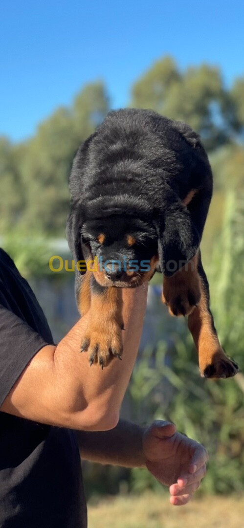 Rottweiler serbie