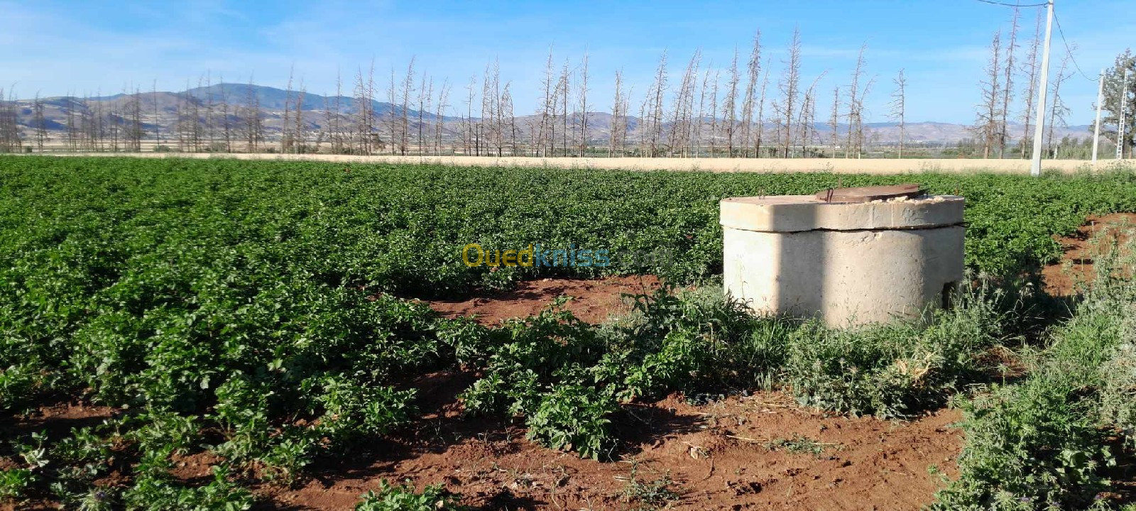 Vente Terrain Chlef Oued fodda