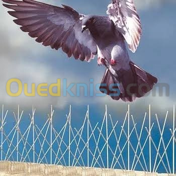 Pics anti pigeon مضاد الحمام