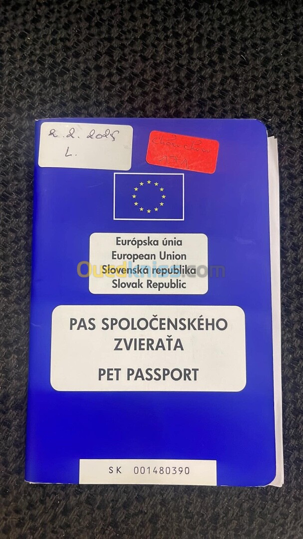 Chow-chow femelle avec passeport européen 