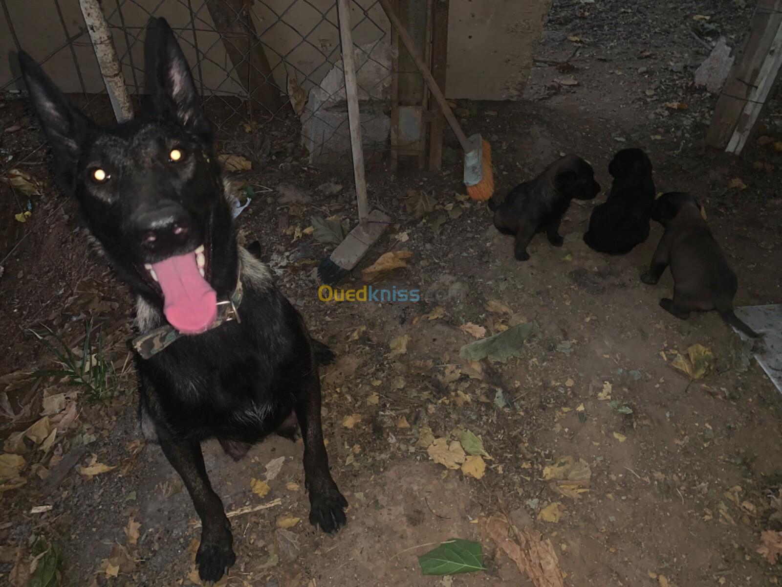 Chiots malinois charbonné