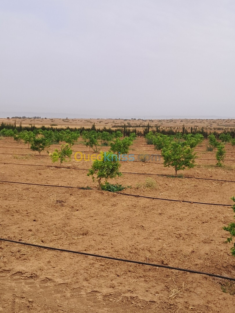 Vente Terrain Agricole Relizane Bendaoud