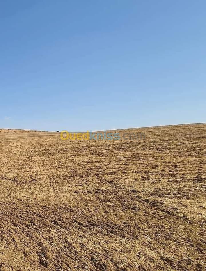 Vente Terrain Bouira Oued el berdi