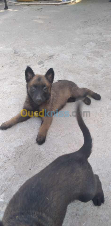 Vend chiot malinois charbonné grande taille 