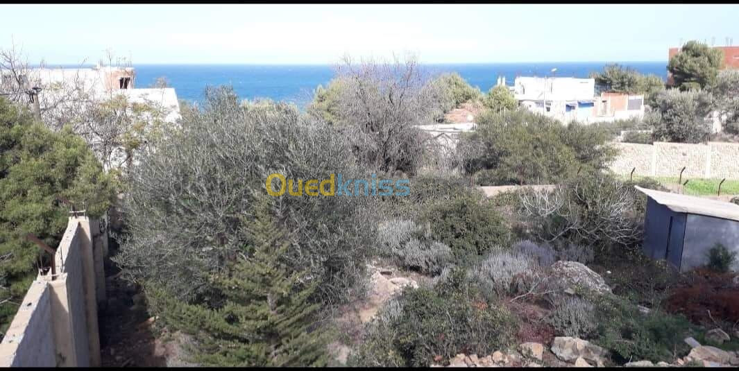 Vente Terrain Tipaza Larhat