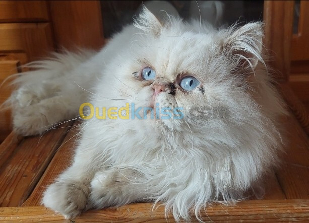 Chat persan peke face mâle 