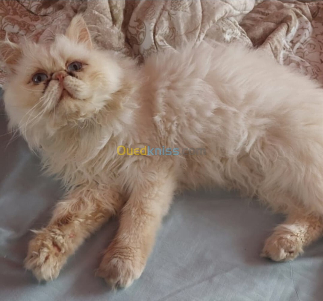 Chat persan himalayen mâle 