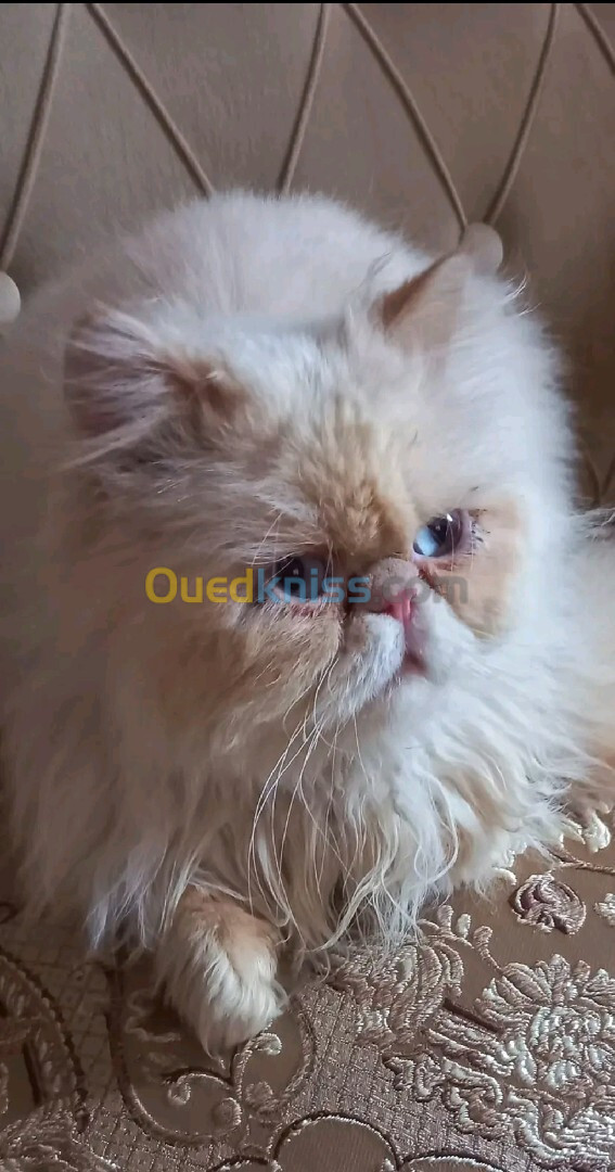 Chat persan peke face mâle 