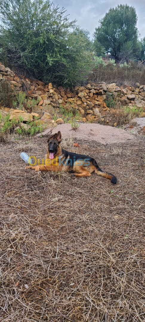 Chiot berger allemand Pedigree 