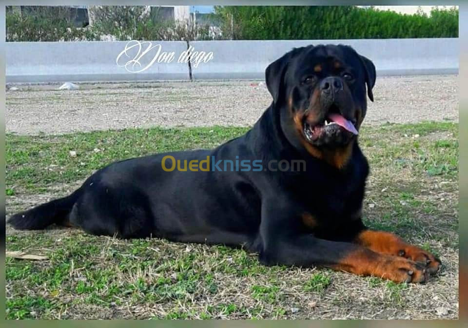 Rottweiler Serb 