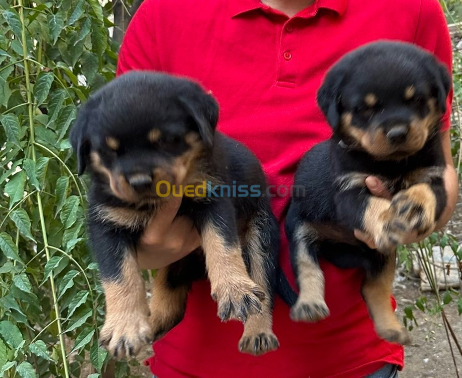 Chiot Rottweiler Serbie 