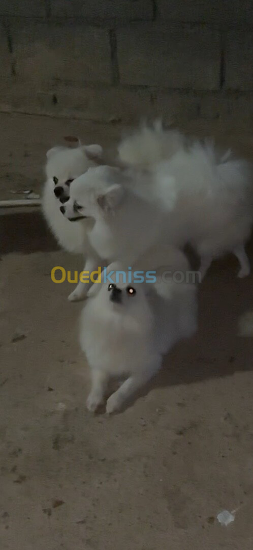 Chiot Spitz loulou Poméranie 