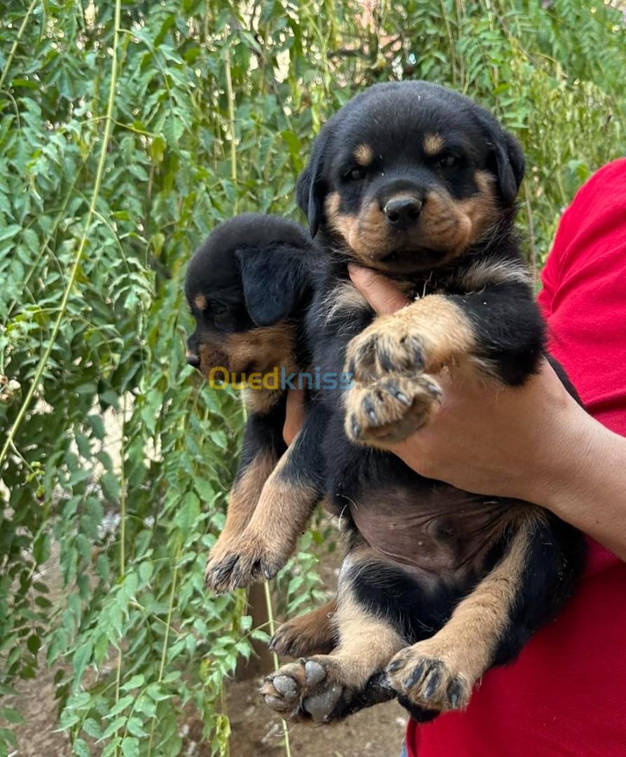 Chiot Rottweiler Serbie 