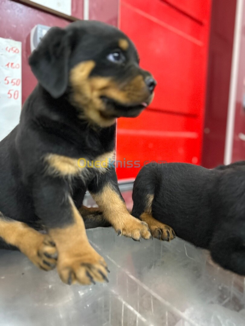 Chiot Rottweiler Serbie 