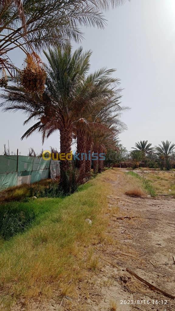 Vente Terrain Biskra El hadjeb