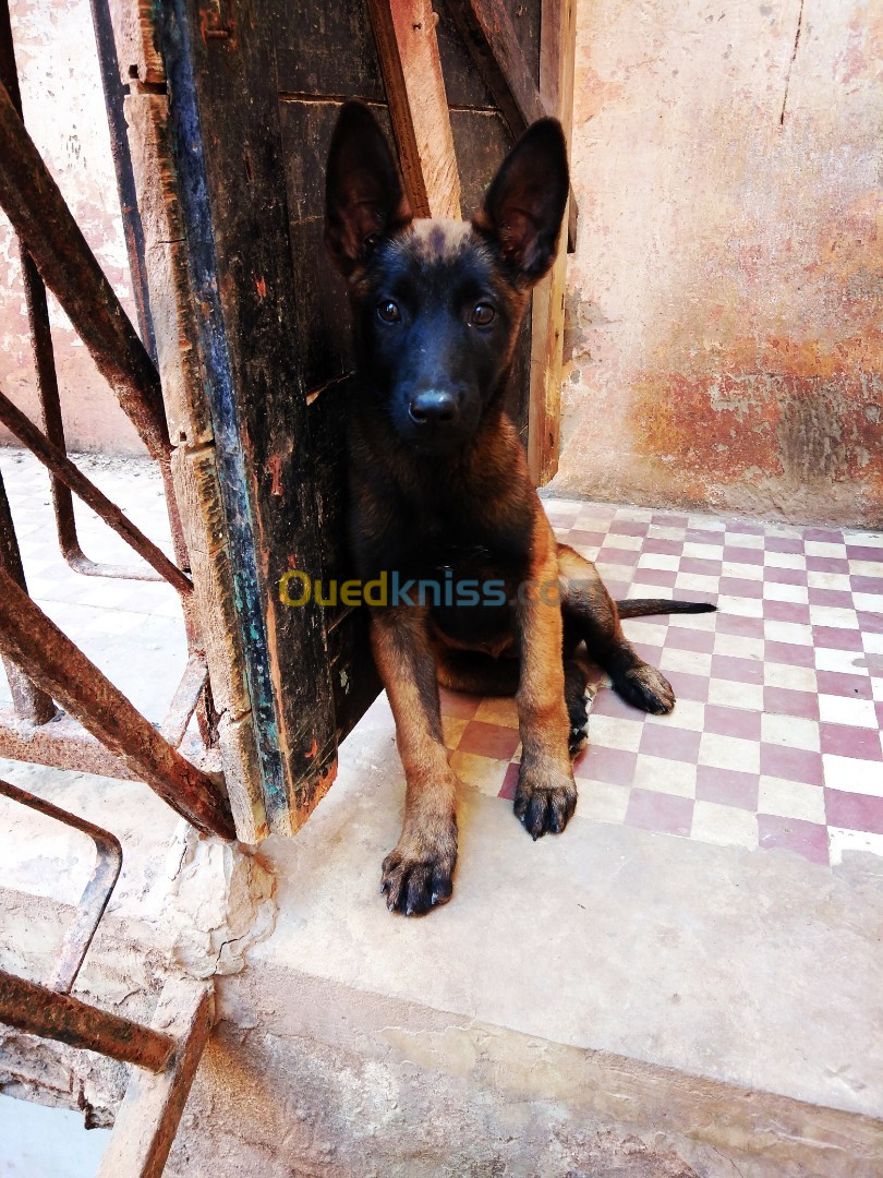 Un Couple Malinois   Mâle Et Femelle - Mostaganem Algérie