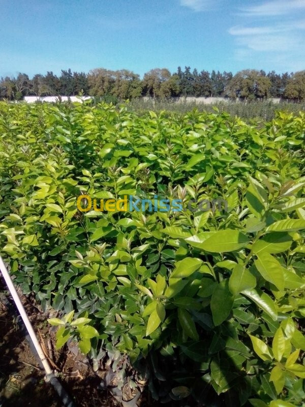 Vente Terrain Agricole Tipaza Tipaza