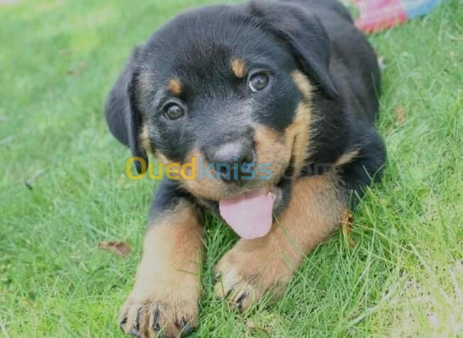 Rottweiler