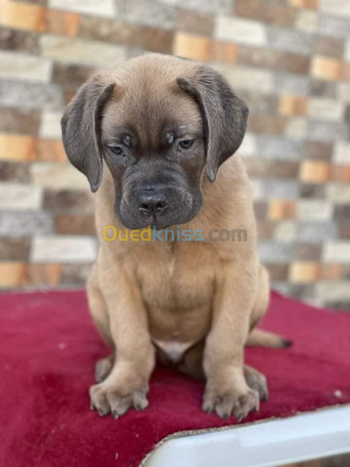 Cane corso 