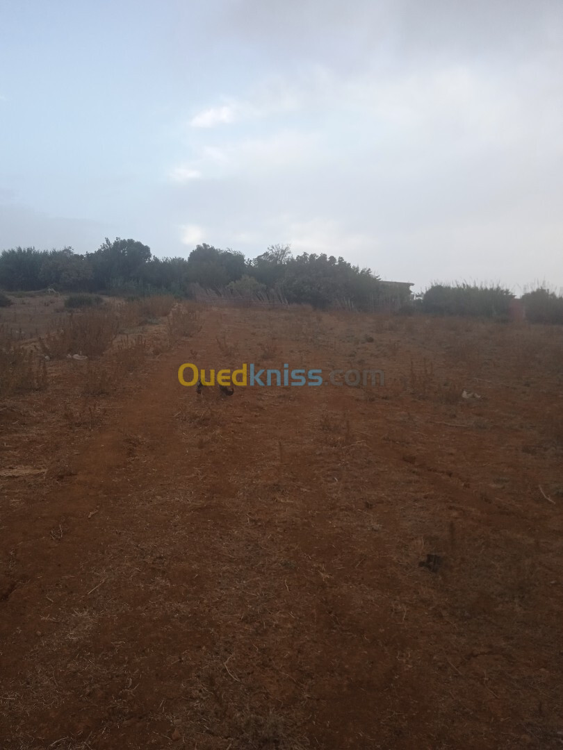 Vente Terrain Tipaza Tipaza