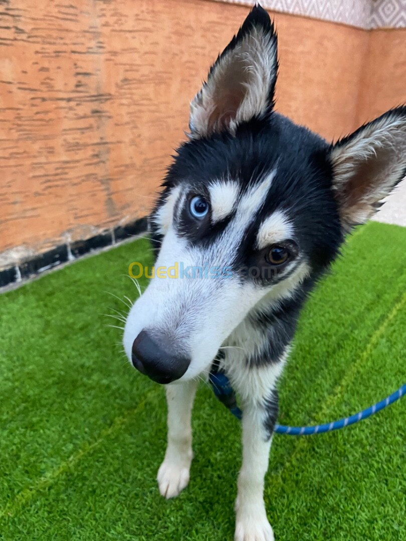 Chiot Husky siberien 